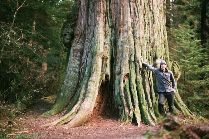Ancient Trees of Vancouver Walking Tour - Price and what you really get for $56.33