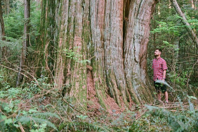 Ancient Trees of Vancouver Walking Tour - Getting ready: how to make the most of a forest walk