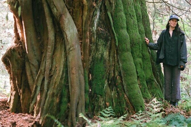 Ancient Trees of Vancouver Walking Tour - The 3-hour plan: Ferguson Point to old-growth trails in Stanley Park