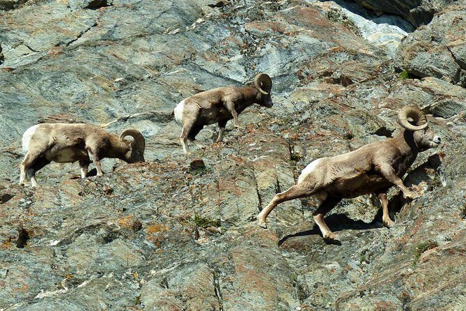 Caribou - Discover the Best of the Rockies (8-Days) - Day 2: Golden Skybridge and the move into Banff country