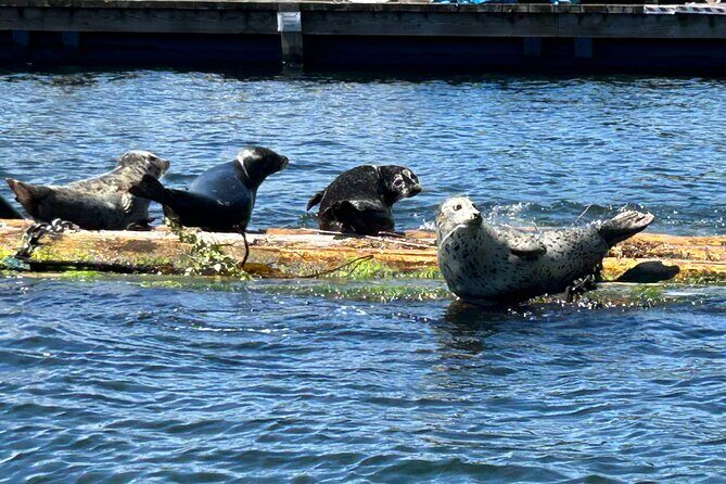 Granite and Silver Falls Private Boat Tour in Vancouver - Silver Falls: the short stop that packs a lot of quiet