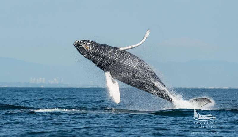 Vancouver, BC: Whale Watching Tour Small Zodiac with Guide - Quick hits
