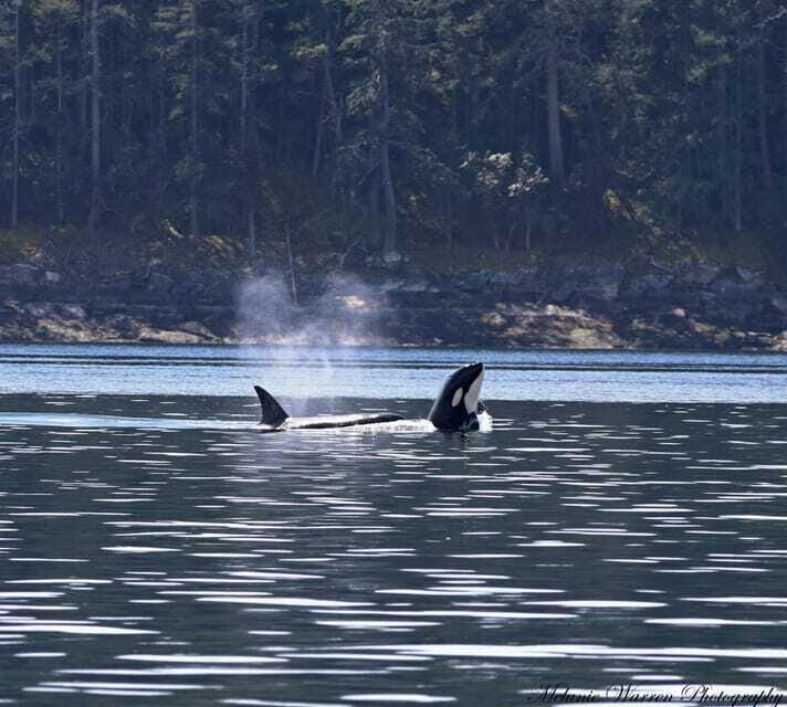 Vancouver, BC: Whale Watching Tour Small Zodiac with Guide - Should You Book This Vancouver Whale Watching Tour?