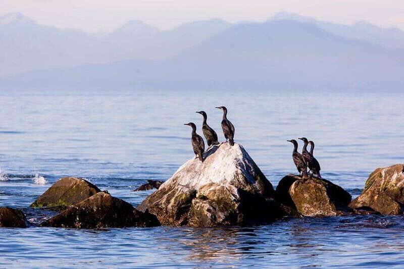 Vancouver, BC: Whale Watching Tour with Guide - Key Things That Matter on This Whale Watching Tour