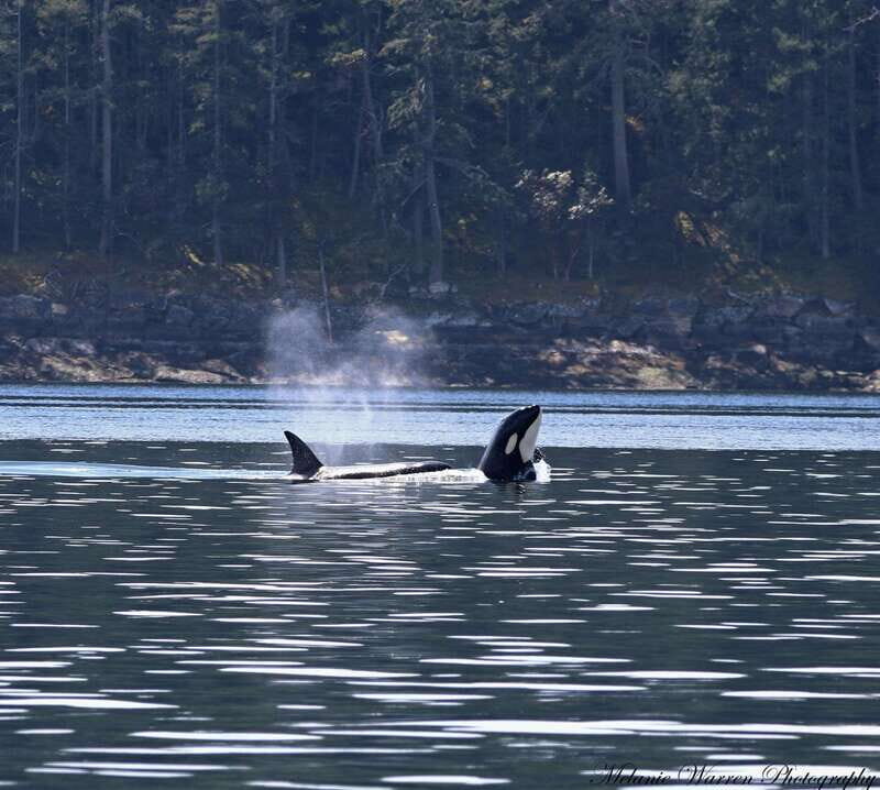 Vancouver, BC: Whale Watching Tour with Guide - Richmond Check-In and Getting Onto the Right Boat