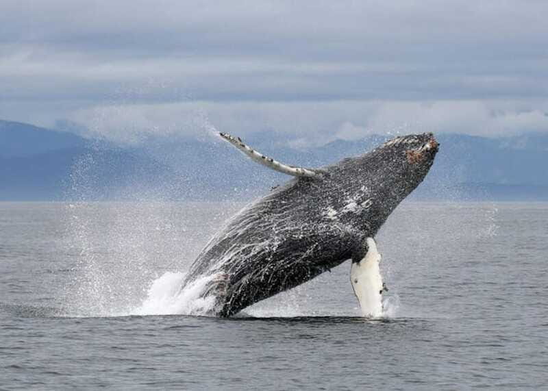 Vancouver, BC: Whale Watching Tour with Guide - Naturalist Guidance: Turning a Sighting Into Understanding