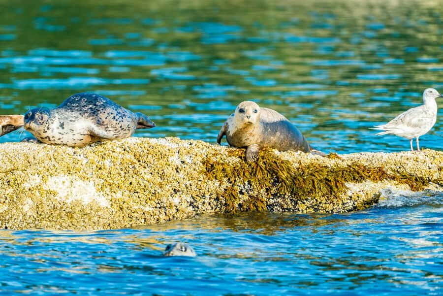 Vancouver: City and Seal Boat Tour - English Bay Beach to Stanley Park from the water