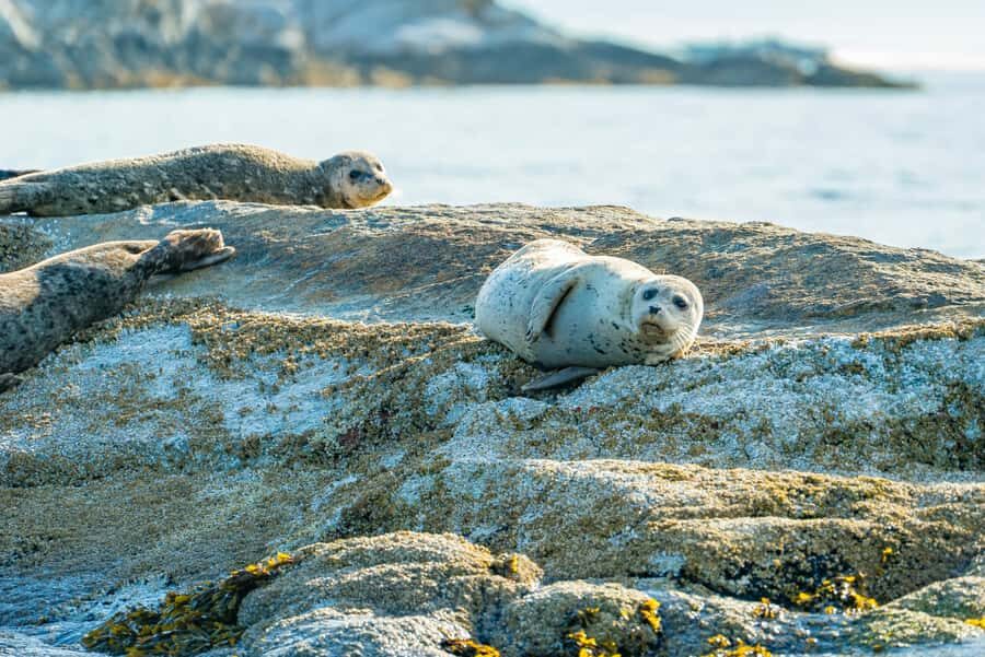 Vancouver: City and Seal Boat Tour - Seal colony stop: wildlife watching with real purpose