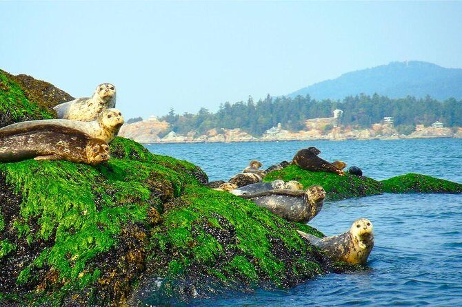 Vancouver City and Seal Colony Scenic Boat Tour - Where You Start at Mast Tower Ln, and What It Means for Your Day
