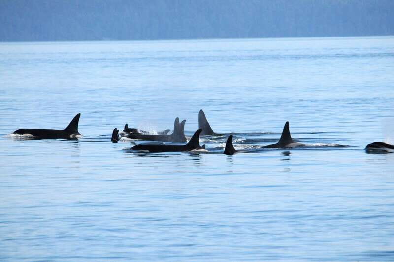 Vancouver: Covered Whale Watching Adventure with Free Photos - Key highlights I’d circle before you go