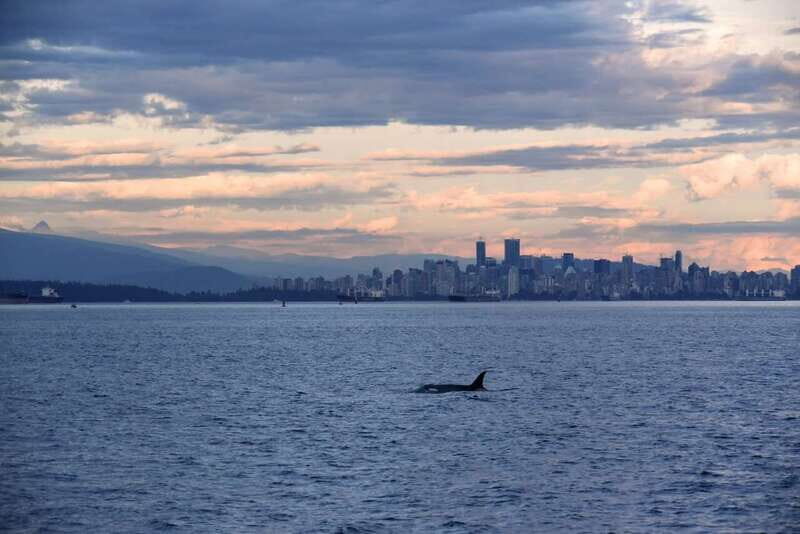 Vancouver: Covered Whale Watching Adventure with Free Photos - Granville Island check-in: know exactly where Prince of Whales is