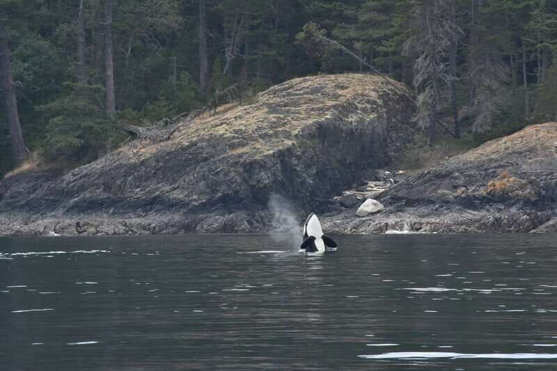 Vancouver: Covered Whale Watching Adventure with Free Photos - The route viewpoint: Gulf Islands, San Juan Islands, and Howe Sound