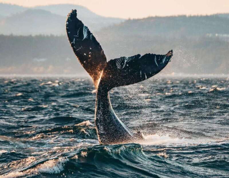 Vancouver: Covered Whale Watching Adventure with Free Photos - Whale sightings guarantee: how they handle the no-whales day