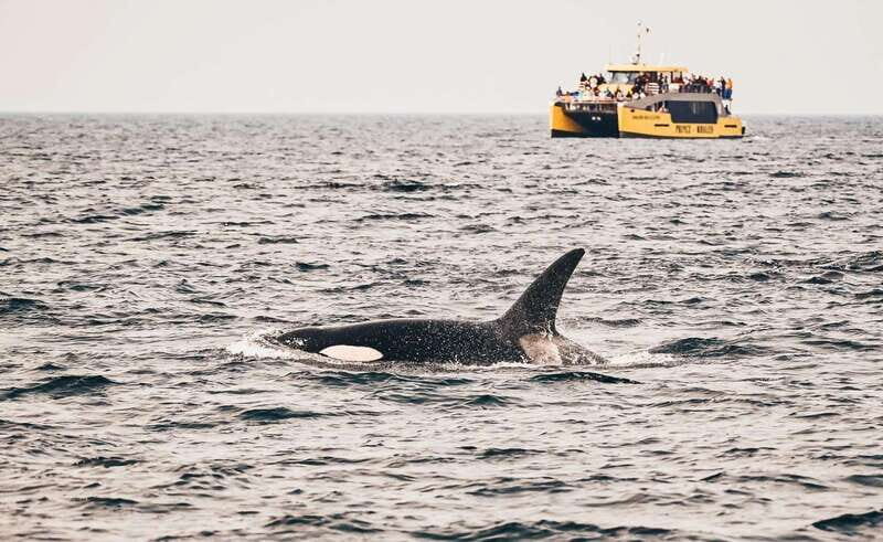 Vancouver: Covered Whale Watching Adventure with Free Photos - Luxury catamaran layout: heated cabin vs. outdoor photo decks