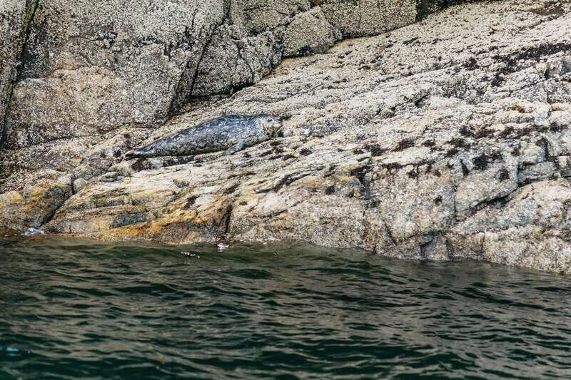 Vancouver: Indian Arm and Granite Falls Zodiac Boat Tour - From Granville Island Harbor to English Bay in a Zodiac