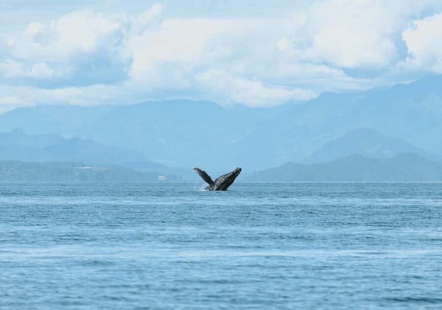 Vancouver: Open-air Whale Watching Tour, Granville Island - Should you book? My take for who this tour fits best