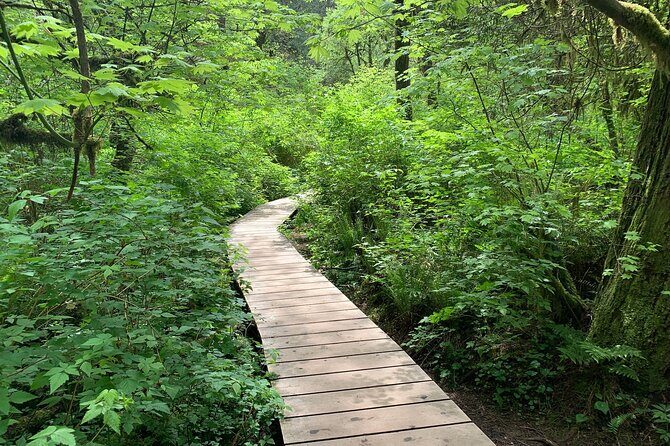 Vancouver Rainforest Hike with Waterfalls, Suspension Bridge, Old Growth Forest - Getting out of the city: why Lynn Canyon is such a smart choice