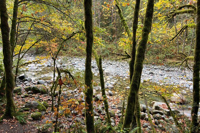 Vancouver Rainforest Hike with Waterfalls, Suspension Bridge, Old Growth Forest - The guide and the small things that make or break the day