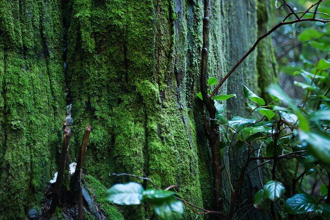 Vancouver Secrets of Stanley Park Walking Tour - How tough is the walk, really?