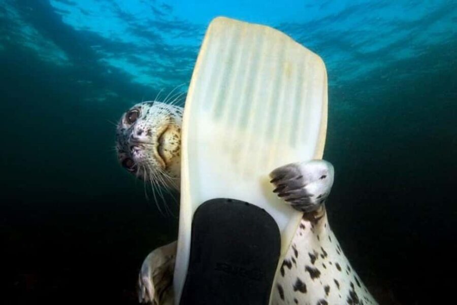 Vancouver: Snorkel, Kayak, and Seal Adventure Boat Tour - Wet suit, snorkel socks, mask, fins: what you really need for the water