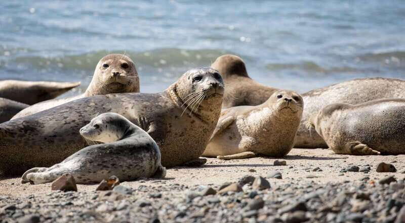Vancouver: Snorkeling Seals Kayaking Scenic Boat Tour - Price and Value: Is $98 Worth 3 Hours?