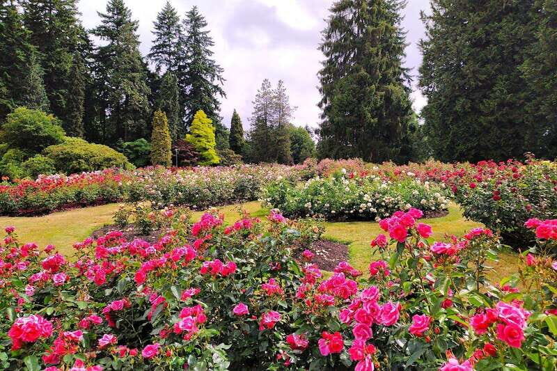 Vancouver The Grand City Tour - Price, Value, and What You Get for $132