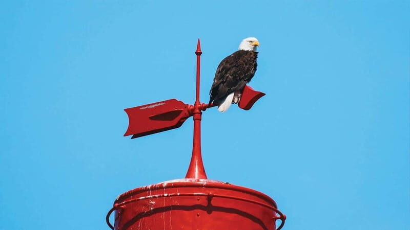 Vancouver: Waterfront Sightseeing Tour - City and Nature - Why This Vancouver Waterfront Tour Feels Different