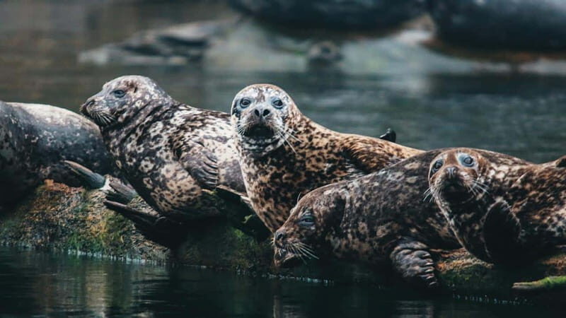 Vancouver: Waterfront Sightseeing Tour - City and Nature - Grebe Islets, Whytecliff Park, and Spanish Banks: A Coastal Loop Built for Views