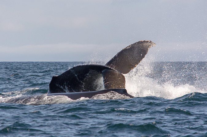 Vancouver's Intimate West Coast Whale Watching Experience - The on-water route: Stanley Park, English Bay, False Creek, and downtown views